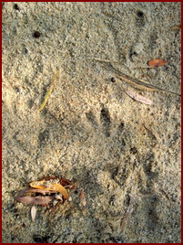 BIRD-LIKE TRACK OF THE BEAVER