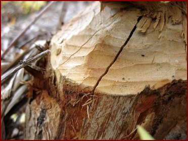 TEETH MARKS