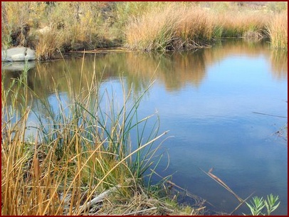 BEAVER POND