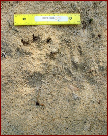 A SET OF BEAVER TRACKS