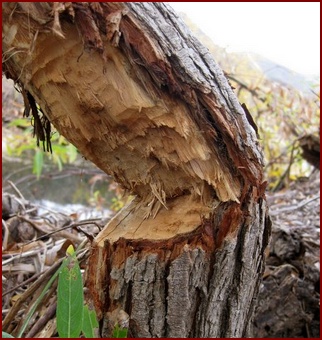 BLACK WILLOW TREE