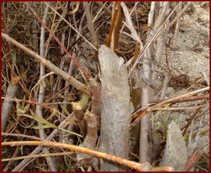 TWIGS OF AN ARROYO WILLOW