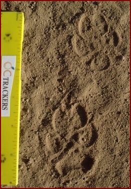 LEFT REAR TRACK AHEAD OF THE LEFT FRONT TRACK
