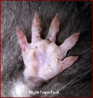 BOTTOM OF THE RIGHT FRONT FOOT