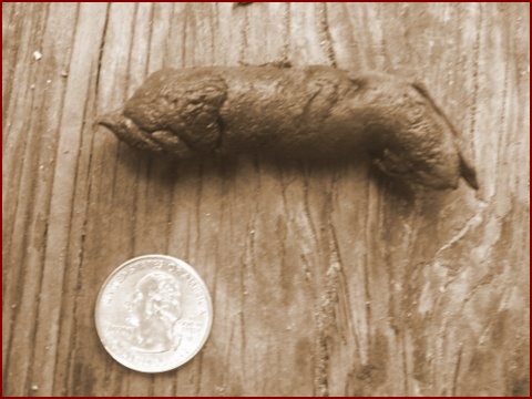  OPOSSUM SCAT