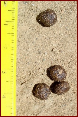 TYPICAL RABBIT DROPPINGS
