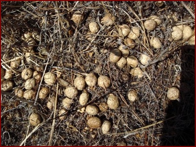 A COTTONTAIL'S LATRINE