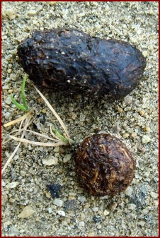 SQUIRREL SCAT ABOVE RABBIT SCAT