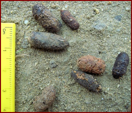SQUIRREL SCAT IS DIVERSE