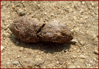 TYPICAL SQUIRREL SCAT