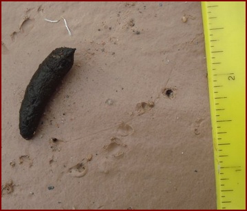 TYPICAL TOAD SCAT