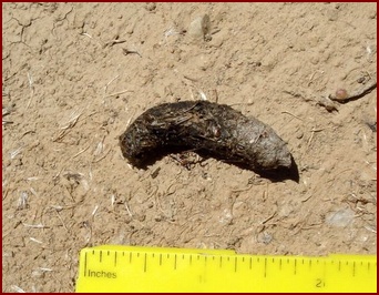 TOAD SCAT FULL OF INSECT PARTS