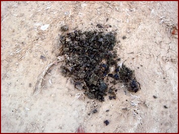 TOAD SCAT FRAGMENTS EASILY
