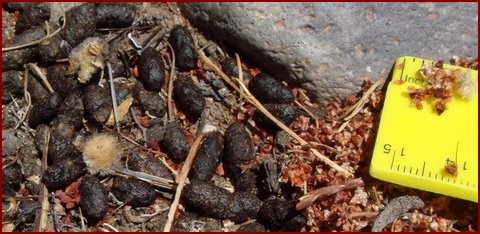TYPICAL WOODRAT SCAT