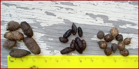 LEFT TO RIGHT: SQUIRREL, WOODRAT, COTTONTAIL RABBIT SCAT
