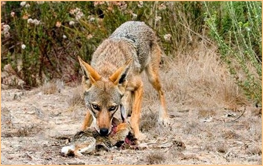 COYOTE FEEDING