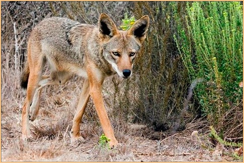 COYOTE ON PATROL