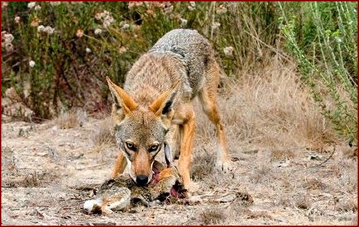 COYOTE FEEDING