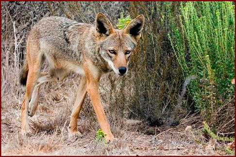 COYOTE ON PATROL