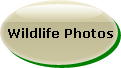 Outstanding Wildlife Photo of the Month