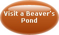 ANALYZE BEAVER TRACK AND SIGN
